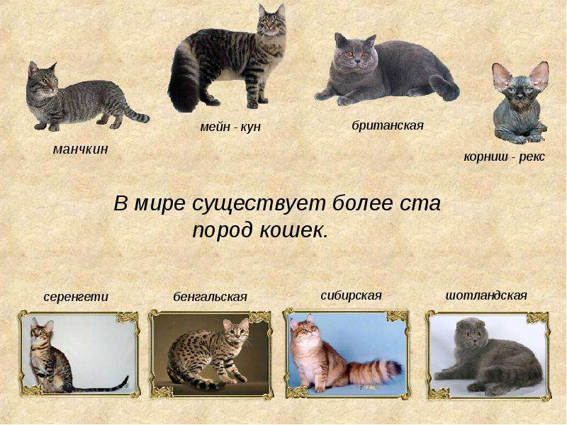 Сколько всего пород кошек существует в мире