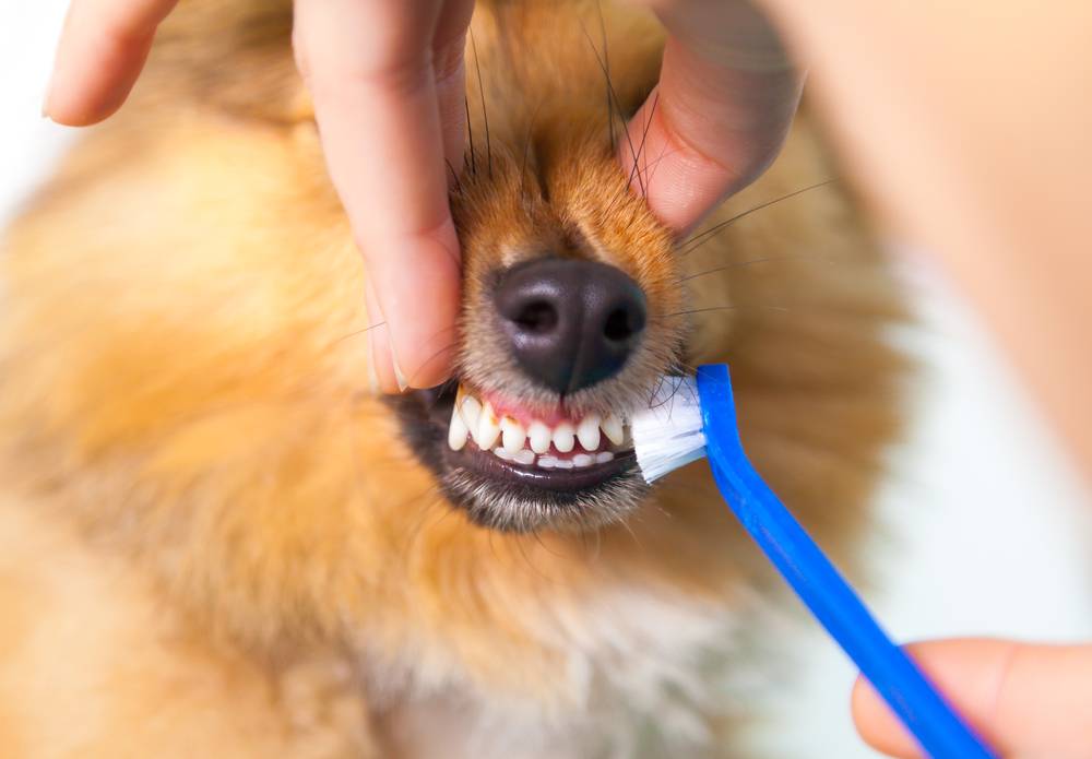 Чистка зубов собаке: как часто нужно чистить в домашних условиях, а также какие лакомства, косточки, гель, спрей, зубные щетки и паста есть для этого