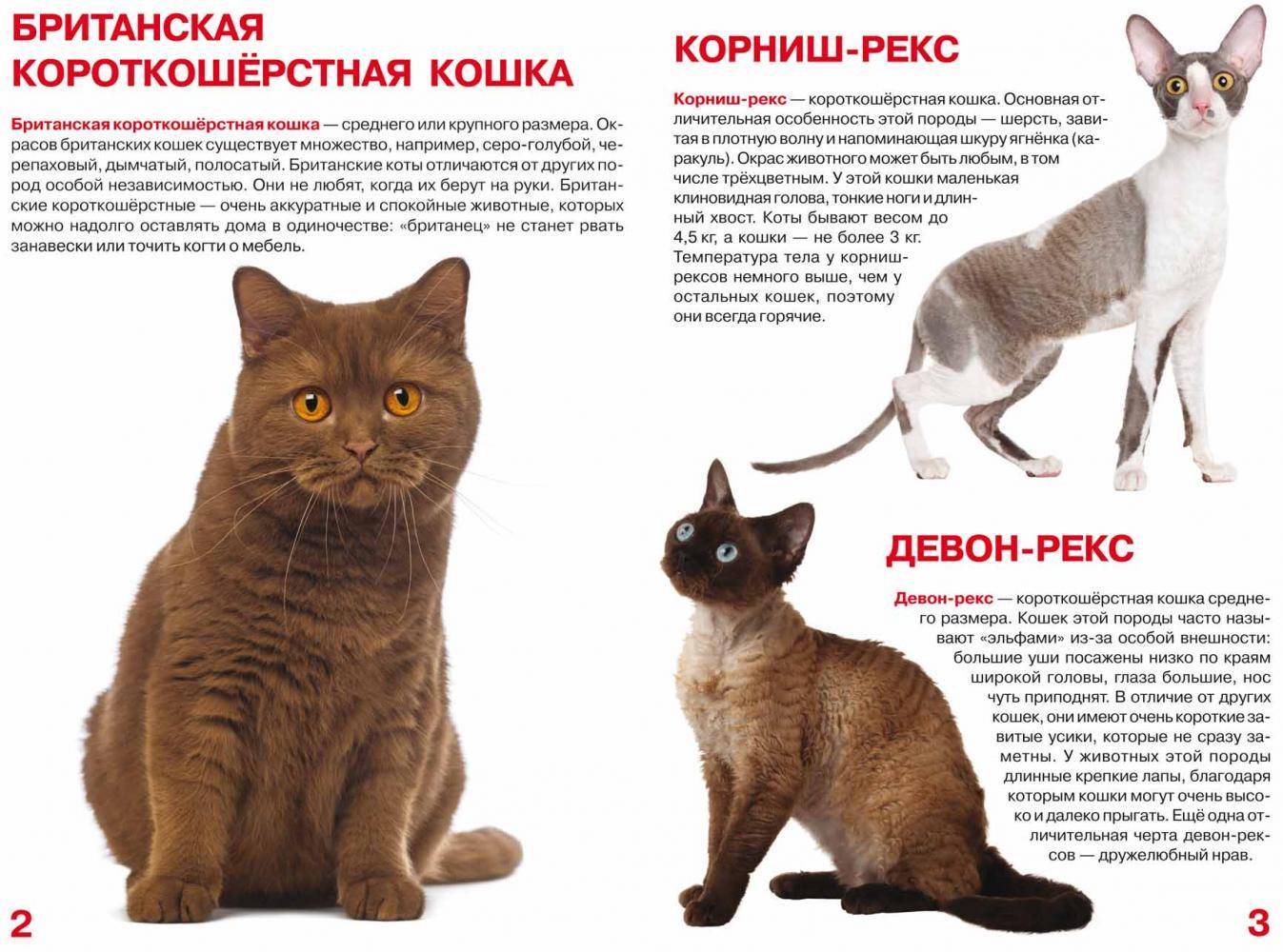 Гладкошерстные кошки | список пород с фото и названиями