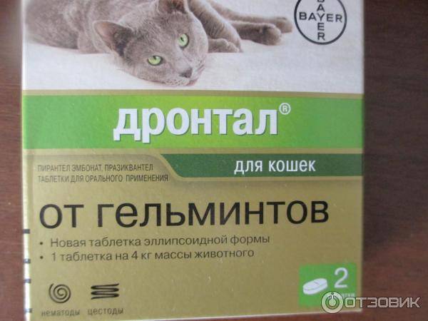 Таблетки дронтал для кошек: инструкция по применению, показания к использованию, цена и отзывы