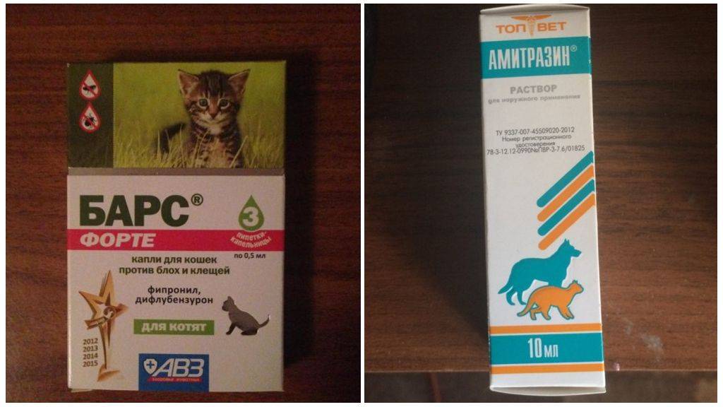 Ушной клещ у кошек: симптомы, лечение в домашних условиях и меры профилактики