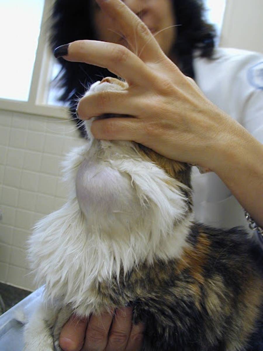 Гипертиреоз у старых кошек (причины, распространение, диагностика)