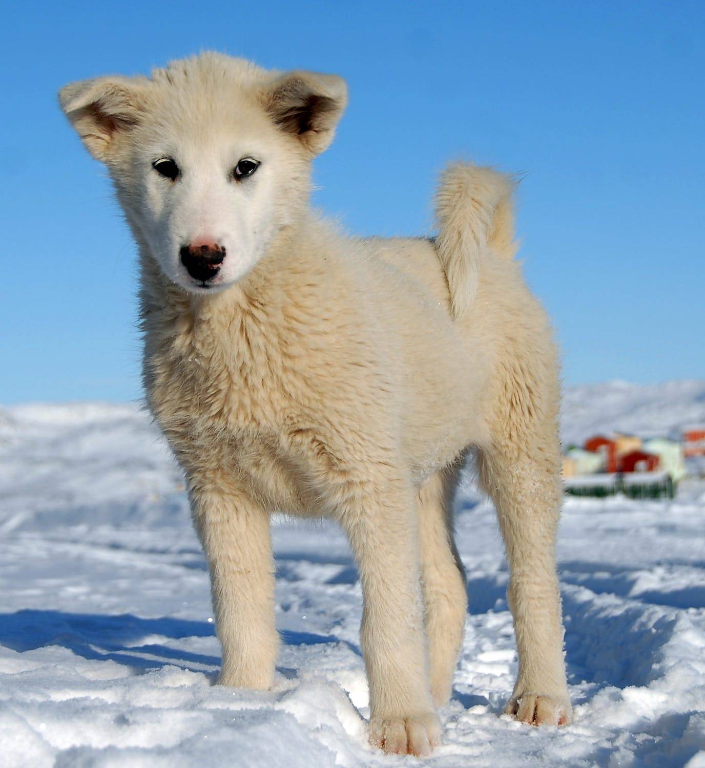 Гренландская ездовая собака: описание и стандарт породы, характер ездовой собаки