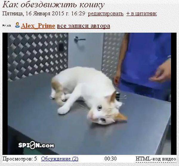 Как усыпить кошку в домашних условиях самому: показания, препараты для безболезненного усыпления