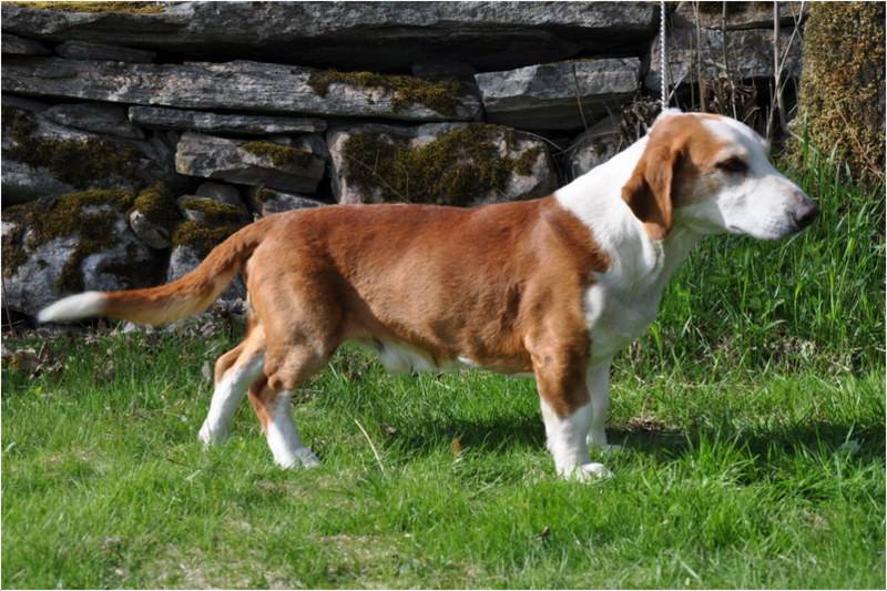 Древер (шведский таксообразный бракк) — фото, описание породы собак и особенности характера