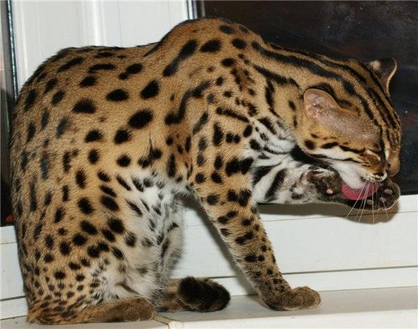 Кошки с окраской леопарда порода. азиатская леопардовая кошка (алк): дикая милаха