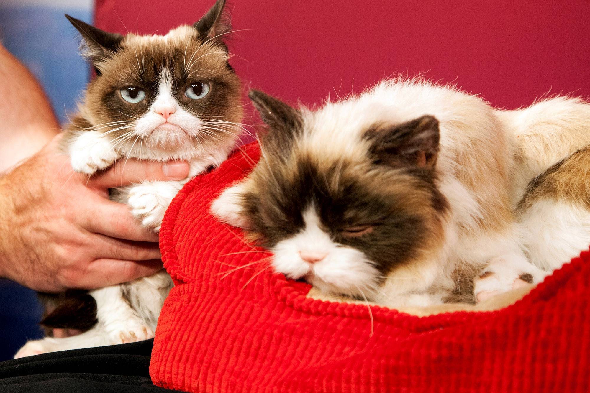 10 самых популярных котов интернета