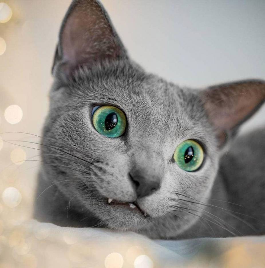 Как кошки меняют цвет. цвет глаз шотландских кошек. какое значение имеет цвет глаз - новая медицина