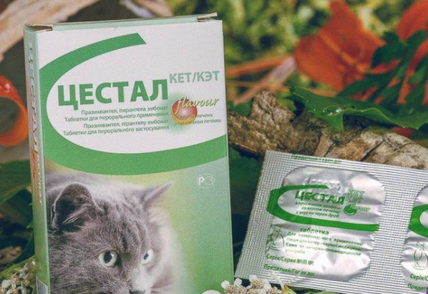 Цестал для кошек: инструкция по применению таблеток от глистов у котят и взрослых питомцев