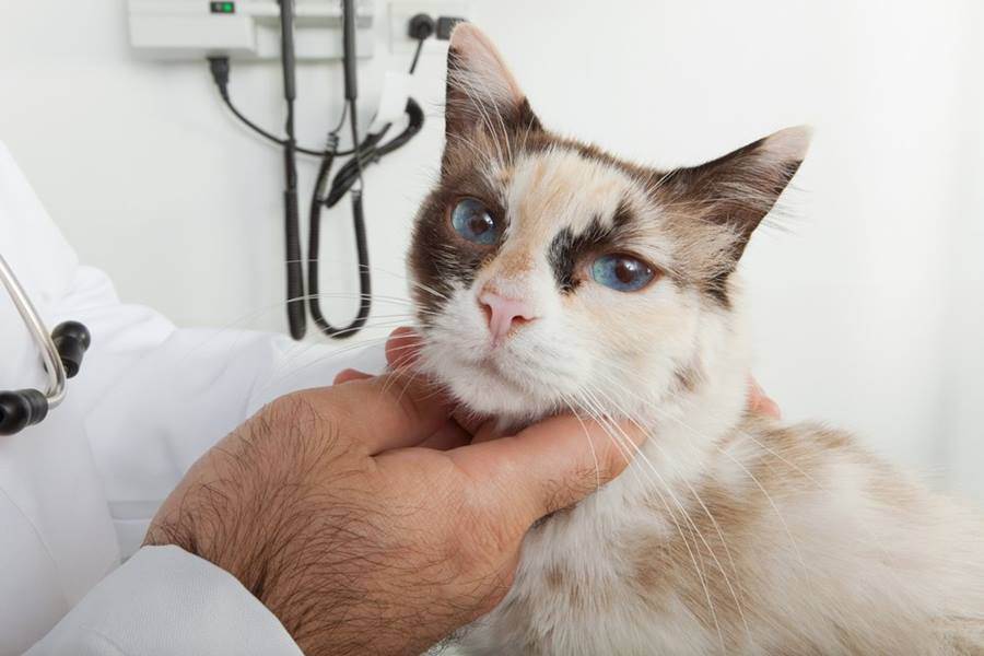 Болезни щитовидной железы у кошек: симптомы, лечение, диагностика