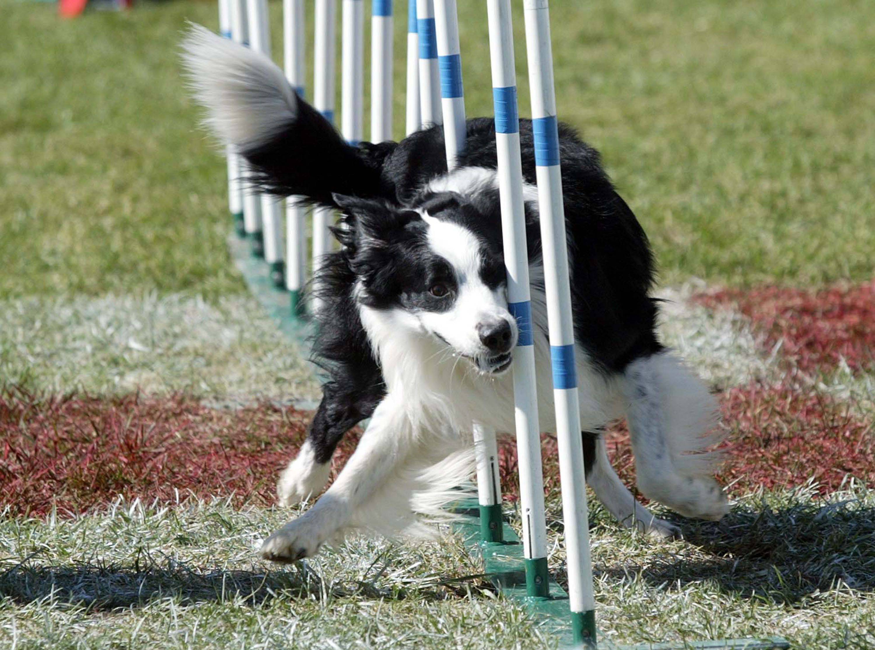 Аджилити для собак — правила, подходящие породы для спорта