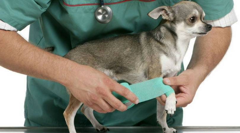 Перелом лапы, позвоночника, таза у собаки - симптомы и лечение