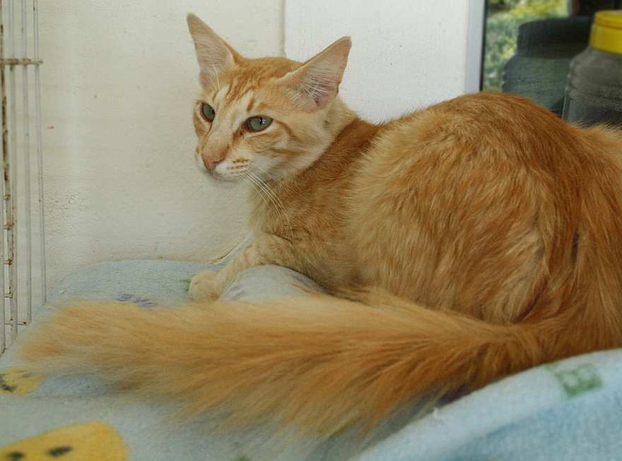 Яванская кошка: описание и характер породы, уход, фото