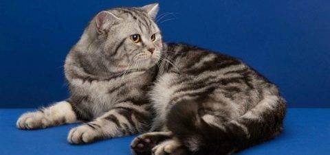 Шотландские кошки: виды породы, особенности содержания и воспитания