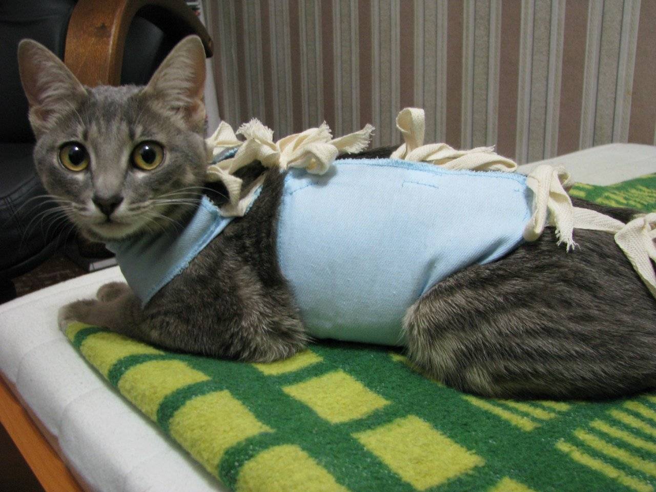 Советы ветеринара по кастрации кота: когда делать, плюсы и минусы, как подготовиться к операции