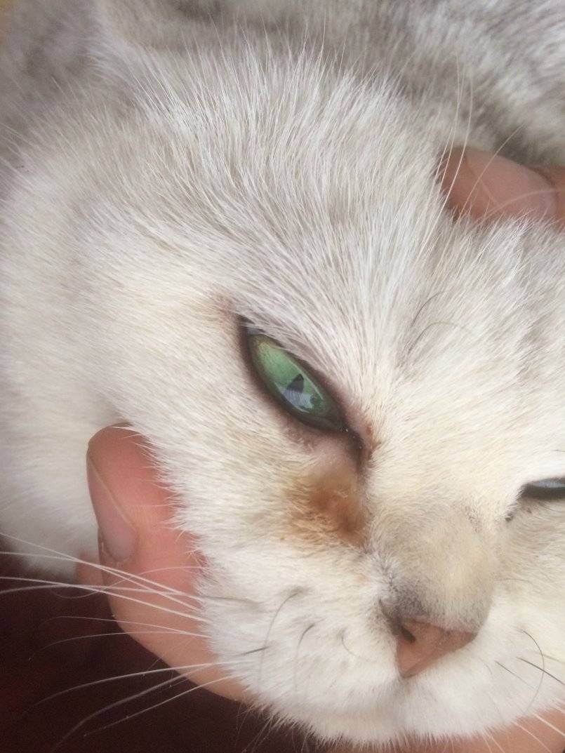 Почему у кошки или кота слезятся глаза?