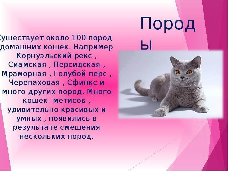 Сколько пород кошек. Сколько существует пород кошек. Сколько пород кошек существует в мире. Сколько видов кошек существует в мире. Сколько насчитывается пород кошек.