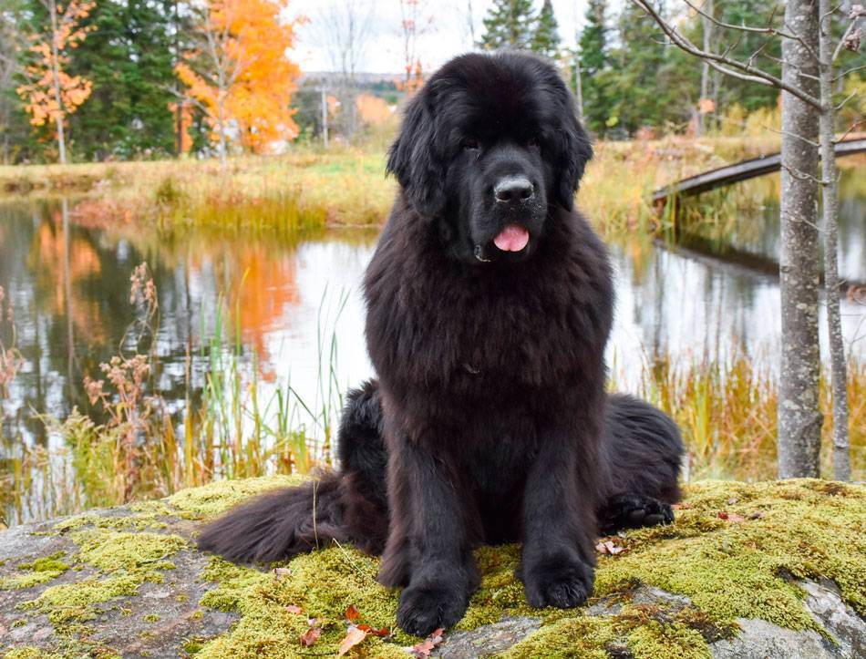Собака ньюфаундленд: особенности породы, характера, воспитания