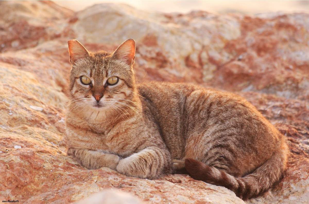Порода кошек австралийский мист (дымчатая кошка) — описание,фото,характер