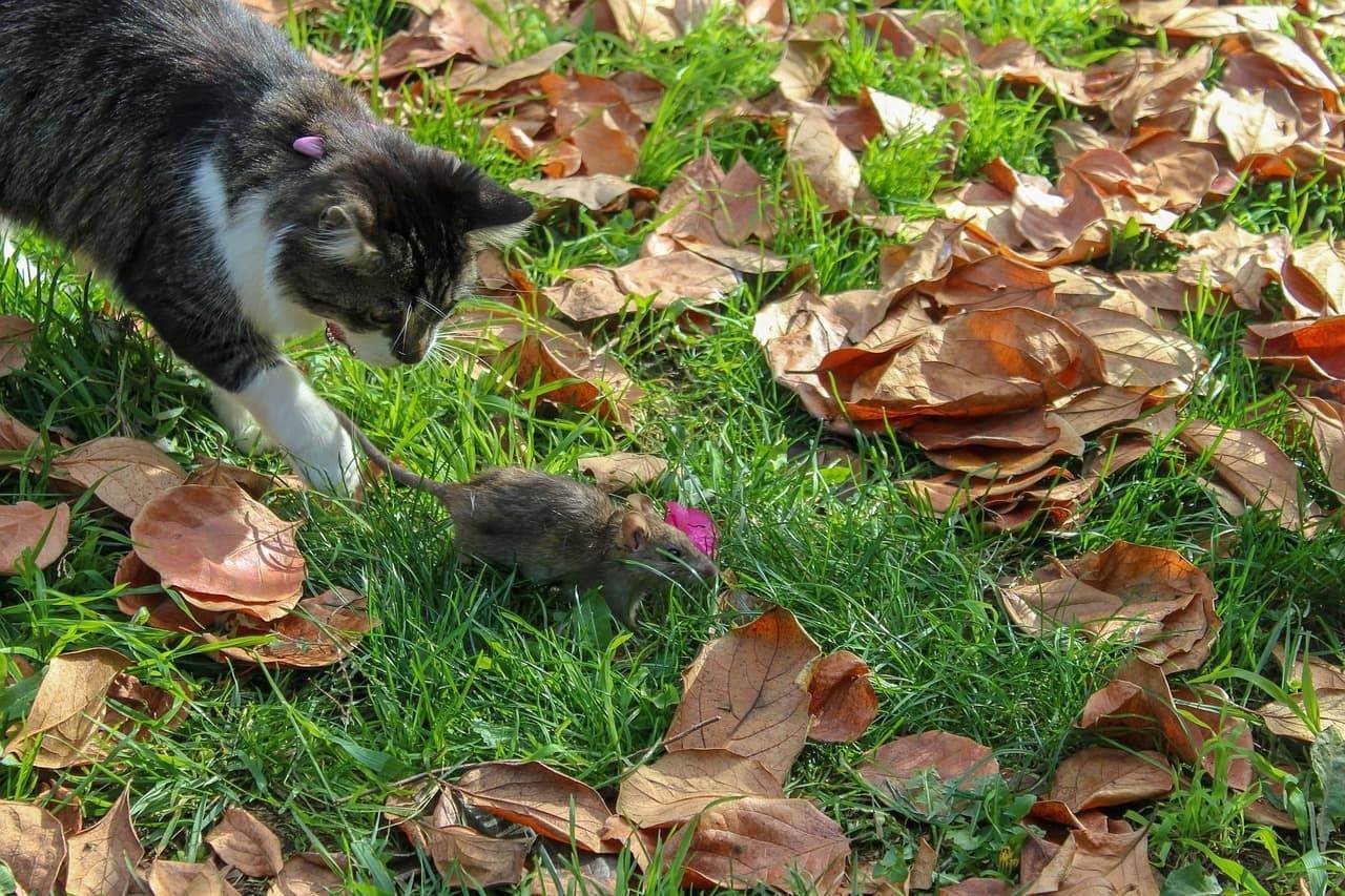 Какая кошка лучше ловит мышей: особенности и как выбрать