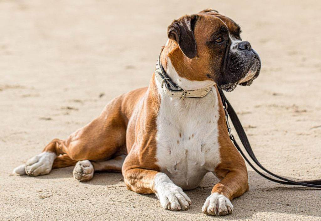 Собака боксер — окрас, бойцовские качества, уход и воспитание, питание + 95 фото
