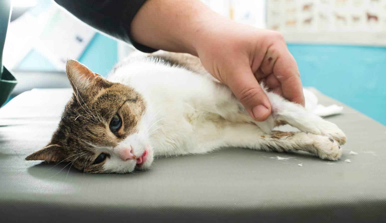 Как лечить обезвоживание у кошки - муркин дом