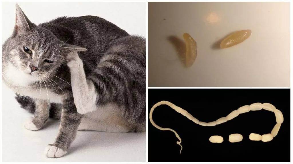 Как определить глистов у кошки?