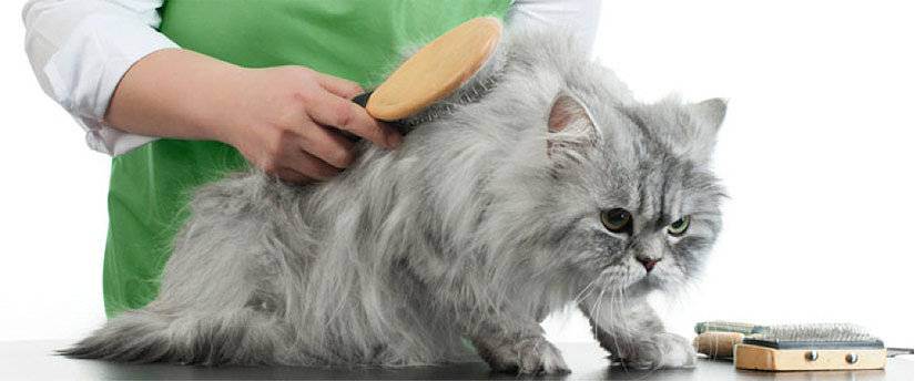 Как ухаживать за шерстью кошки