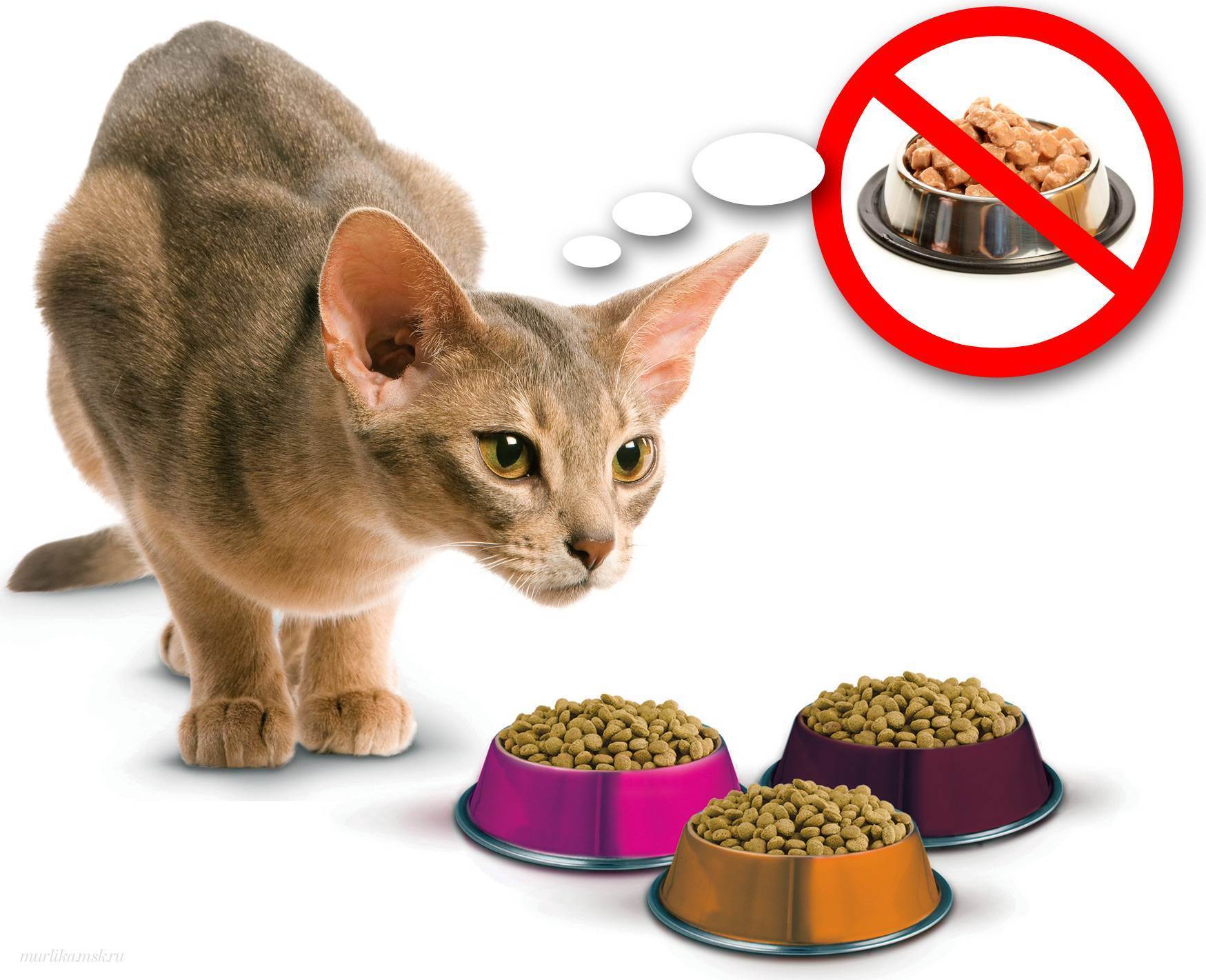 Вреден ли сухой корм для кошек?