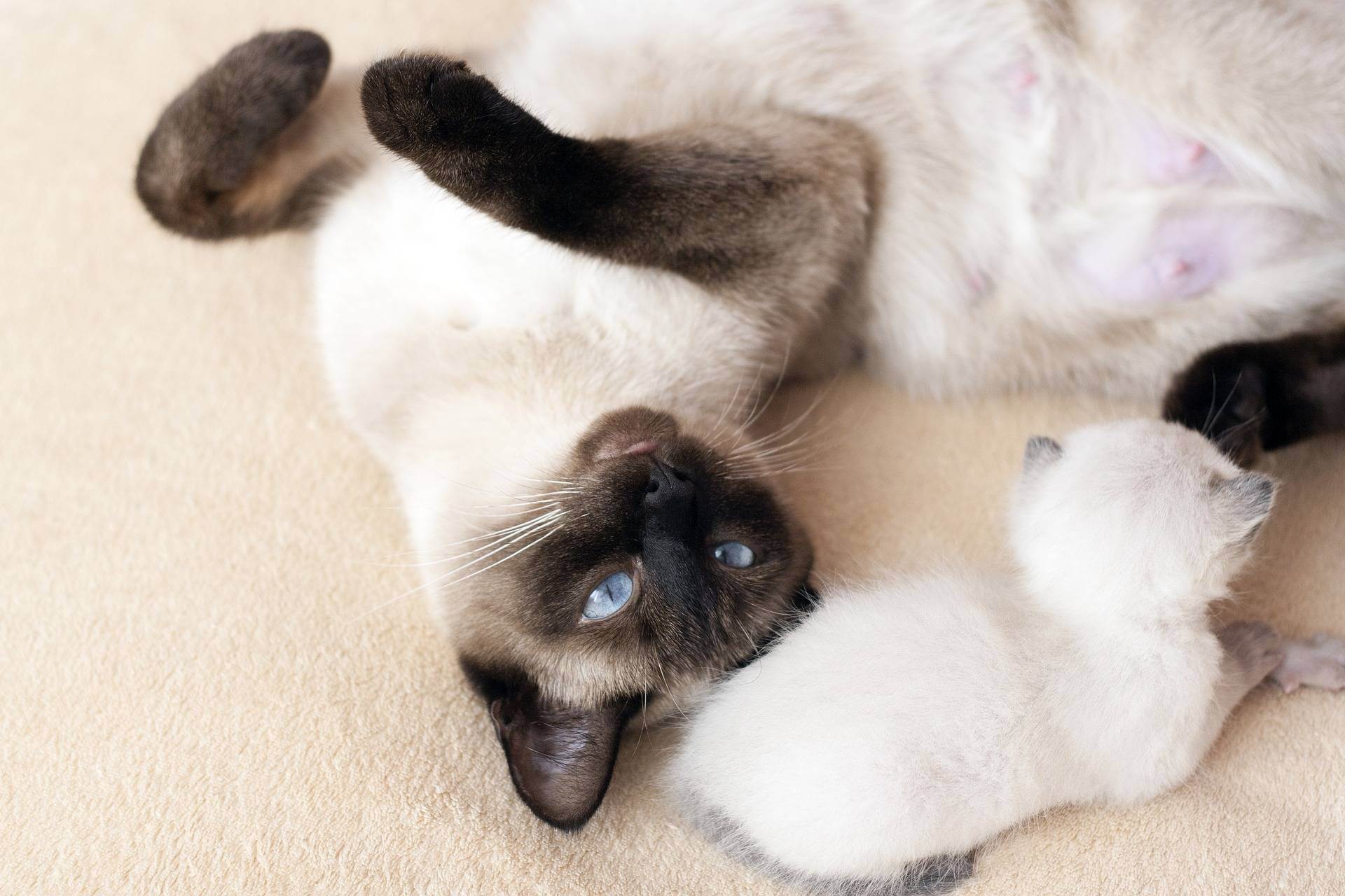 Сколько живут сиамские кошки: тонкости ухода и содержания породы