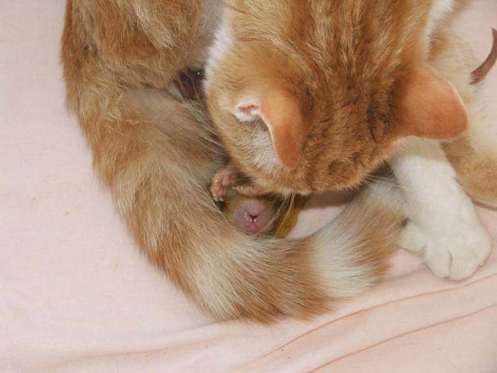 Как рожают кошки: признаки начала, сколько длится процесс родов, когда нужно стимулировать, чем помочь питомице + отзывы