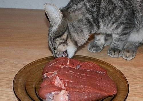Можно ли давать кошке сырое мясо: правила кормления котят и кастрированных котов