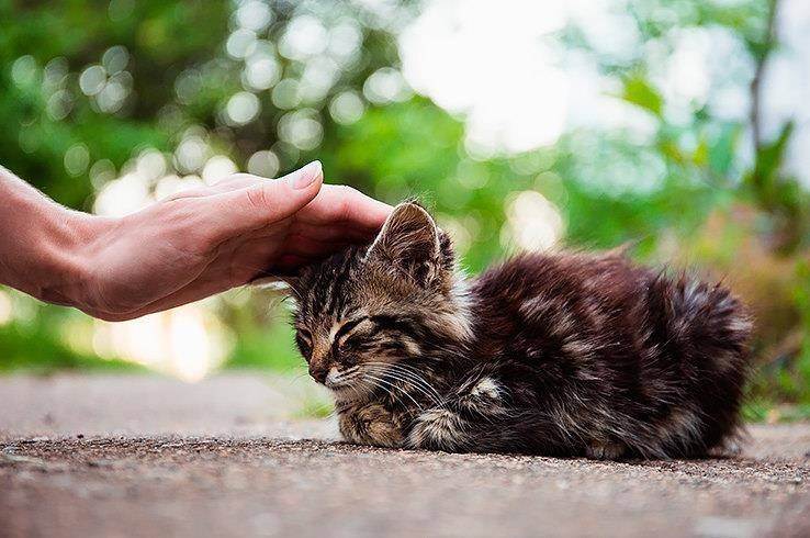 Как приручить кота