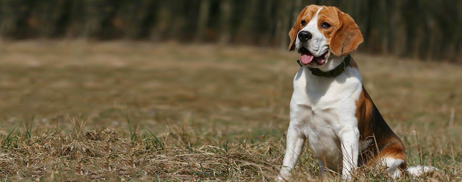 Бигль-харьер: описание породы собак с фото и видео
