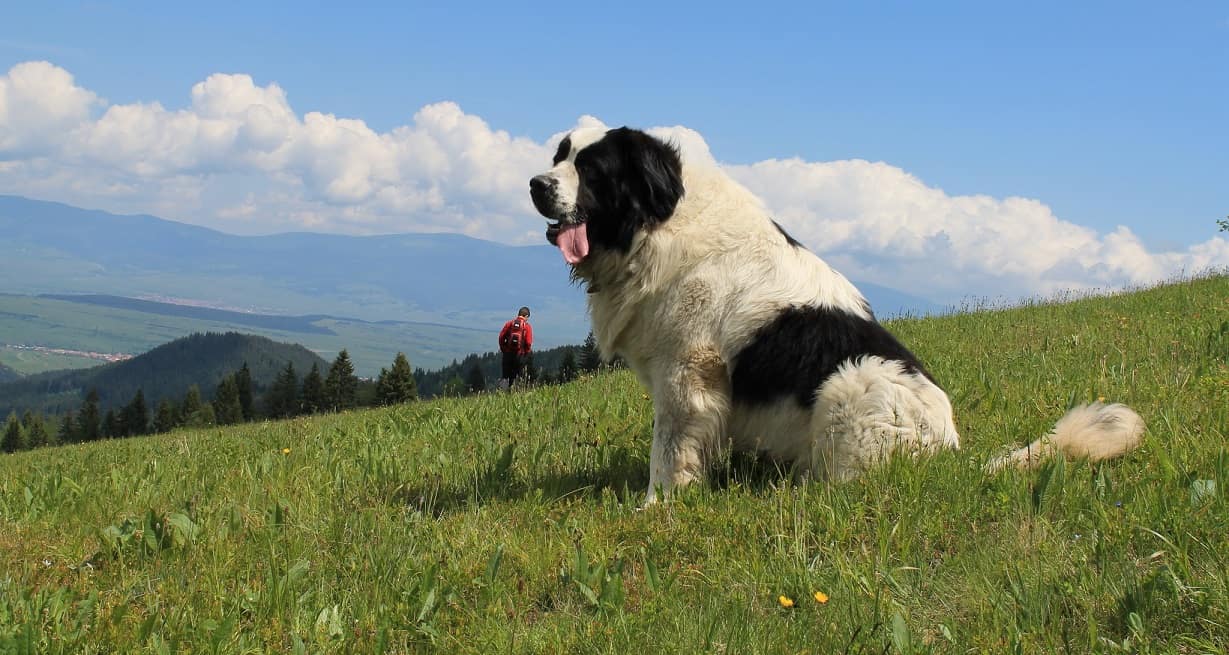 Греческая овчарка: описание породы собак с фото и видео