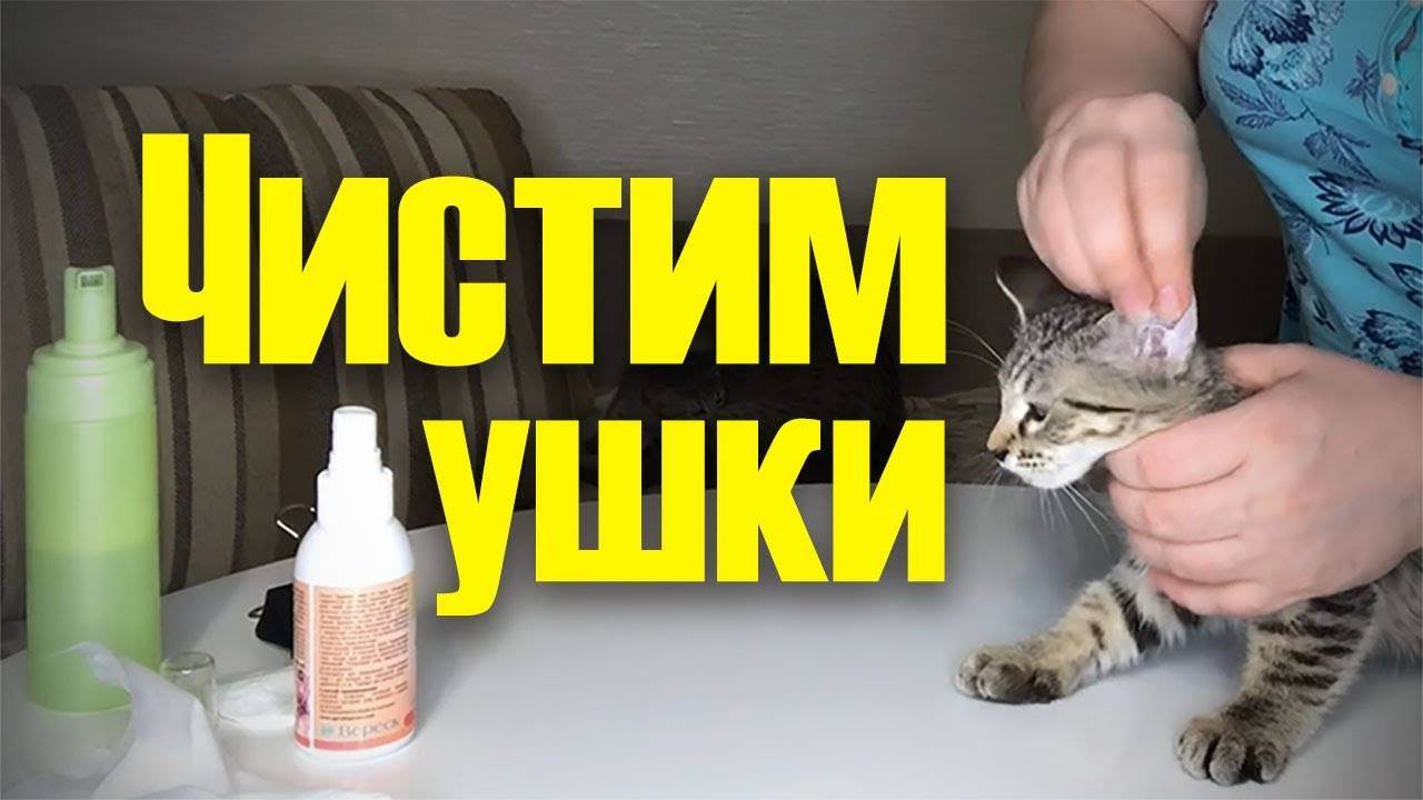 Симптомы ушного клеща у кошек и эффективные методы его лечения в домашних условиях