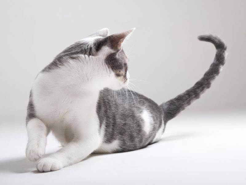 Почему кошки виляют хвостом