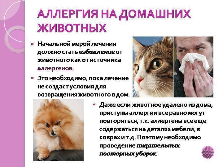 Симптомы аллергии на шерсть кота