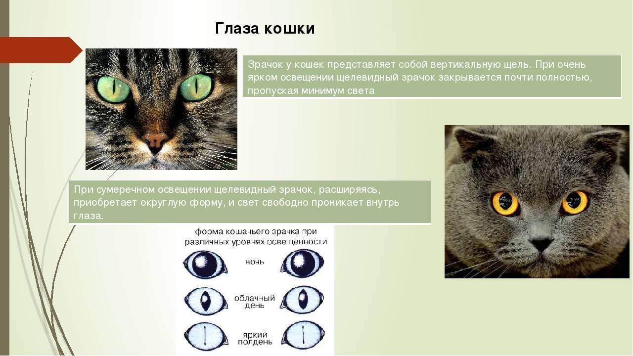 Анизоскория (зрачки разного размера) у кошек