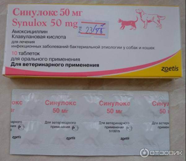 Синулокс для кошек. инструкция по применению таблеток синулокса 50 мг кошкам