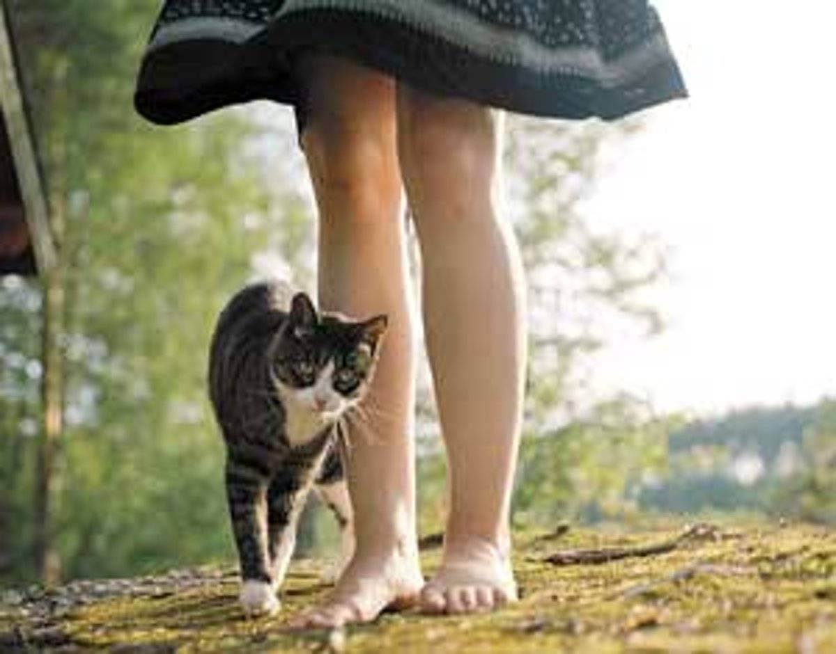 Почему кошки трутся об ноги людей, что это значит