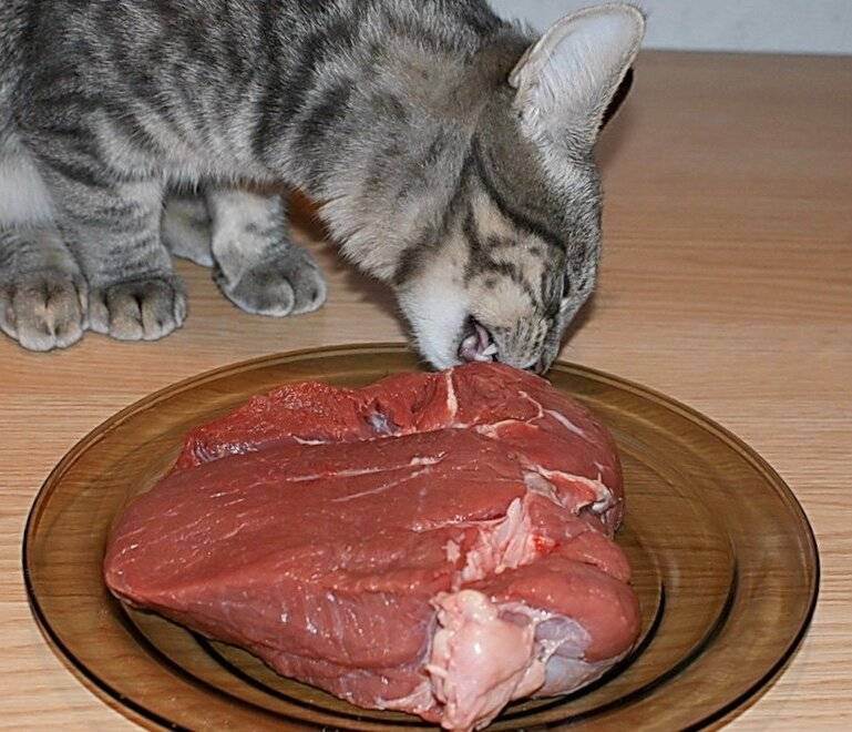 Можно ли давать кошке мясо