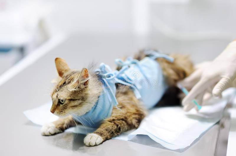 Стерилизация кошки на дому: за и против