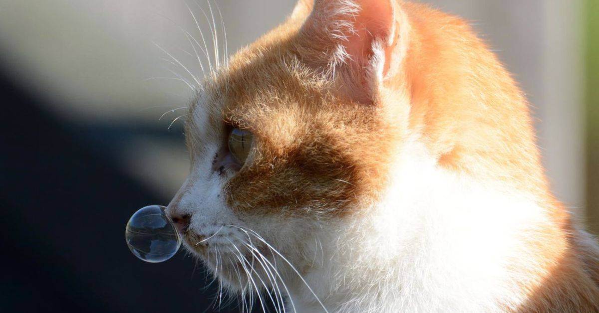 Почему кошки и коты чихают: опасные и неопасные причины