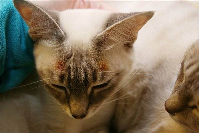 Экзема у кошек: симптомы и этапы развития болезни