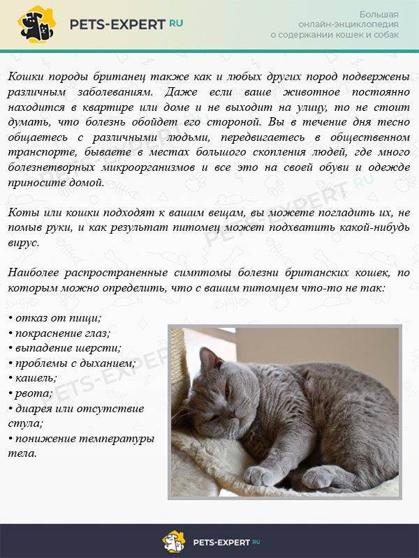 Простуда у кошек: симптомы, диагностика, лечение | звери дома