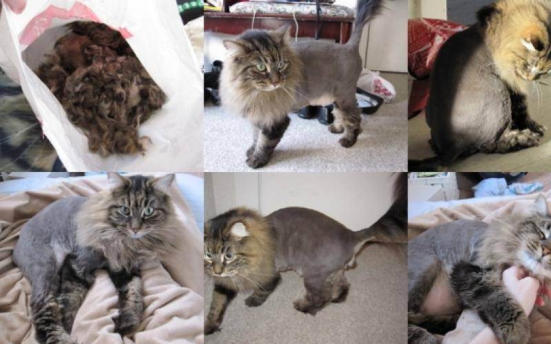 Как подстричь кота (100 фото лучших вариантов): пошаговая инструкция, как подстричь кота машинкой и ножницами, если он не дается