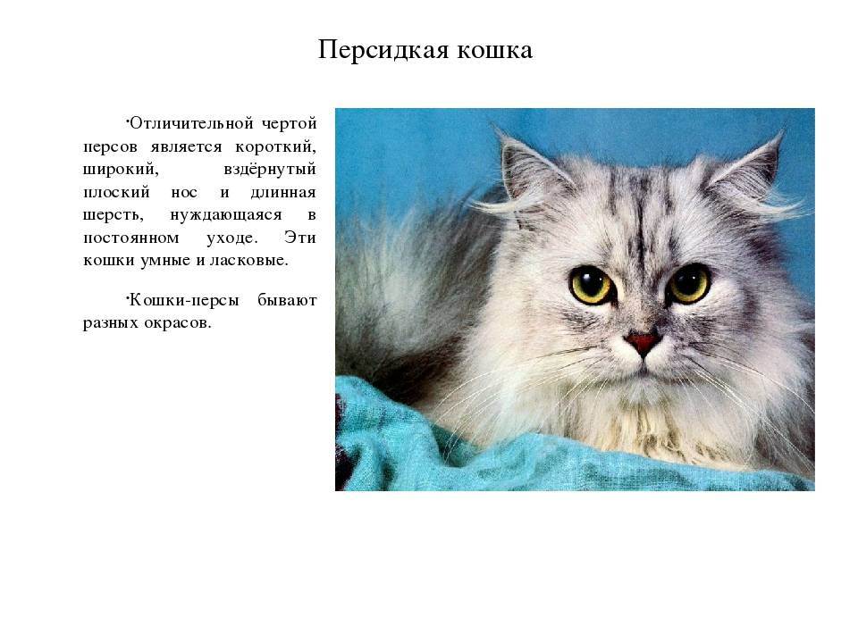 Стандарт и особенности породы голубоглазых кошек охос азулес