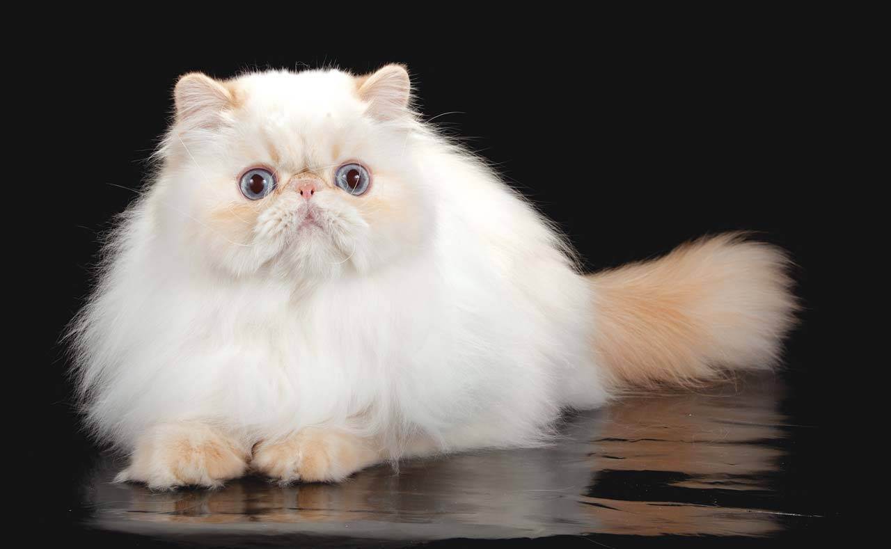 Гималайская кошка: фото, отзывы и описание породы, характер, видео
