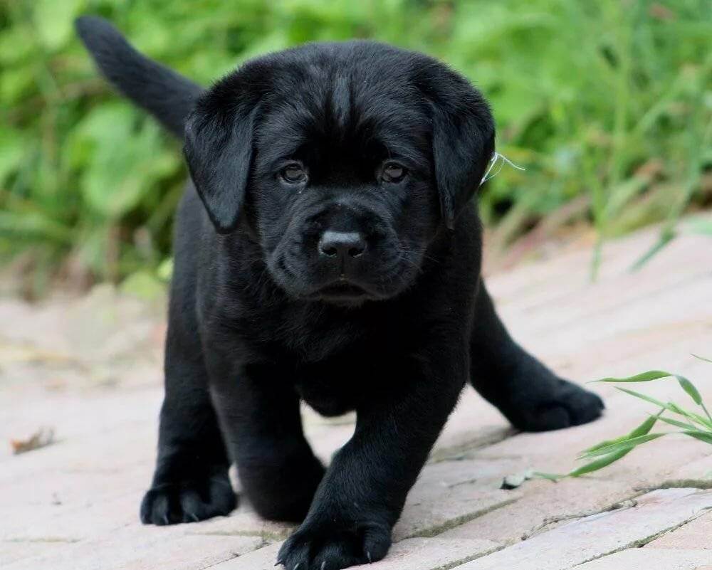 Кличка собаки черного цвета